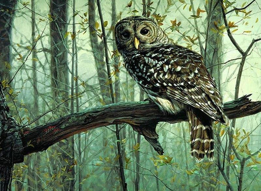 DIY Painting By Numbers - Mystical Owl  (16"x20" / 40x50cm)